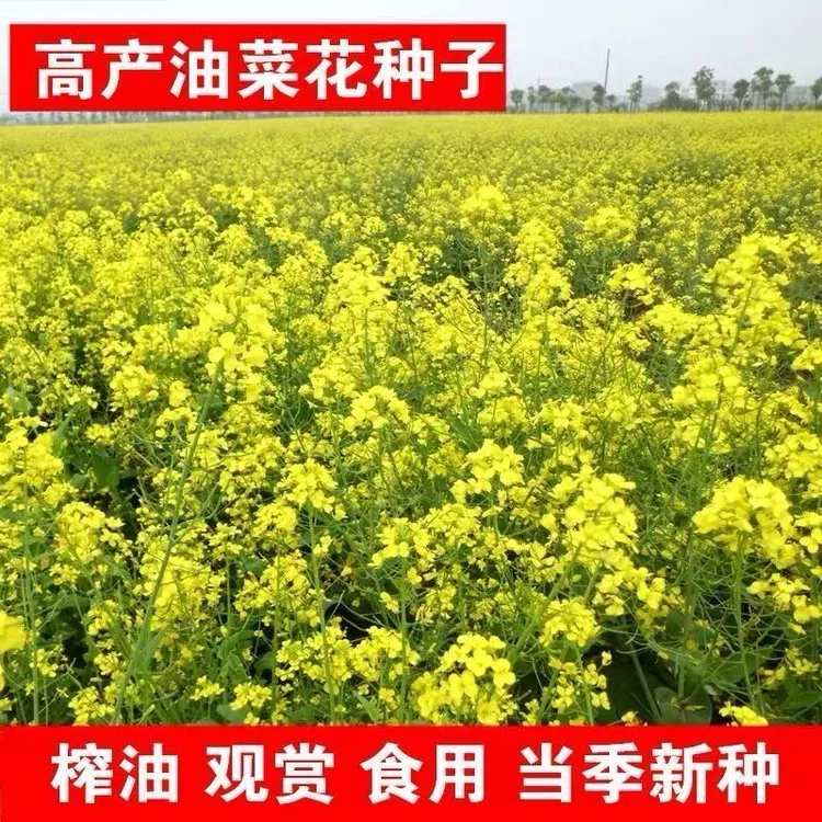 油菜籽种高产油菜种子花海种孑观赏油菜花榨油食用油菜花种籽商品图
