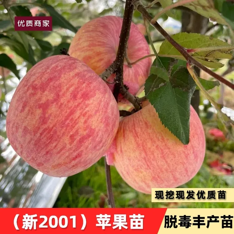 新2001苹果苗烟台红富士条纹红苹果树苗嫁接乔化苗地栽南北方种植