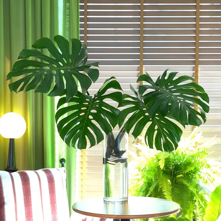 海南基地直发巨无霸大叶已开背大号室内水培观叶绿植种植生长好看