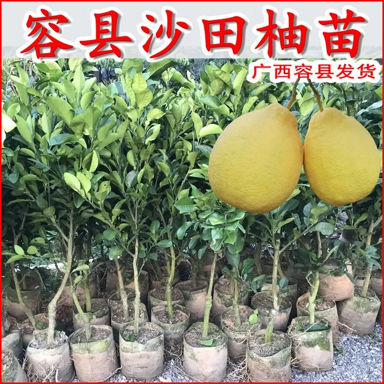 柚子苗正宗容县沙田柚树苗嫁接苗免授粉