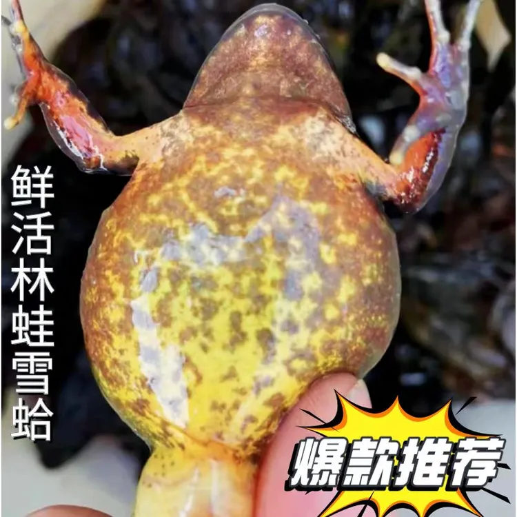 东北冷水河鲜黄肚母蛤蟆满籽满油顺丰包邮