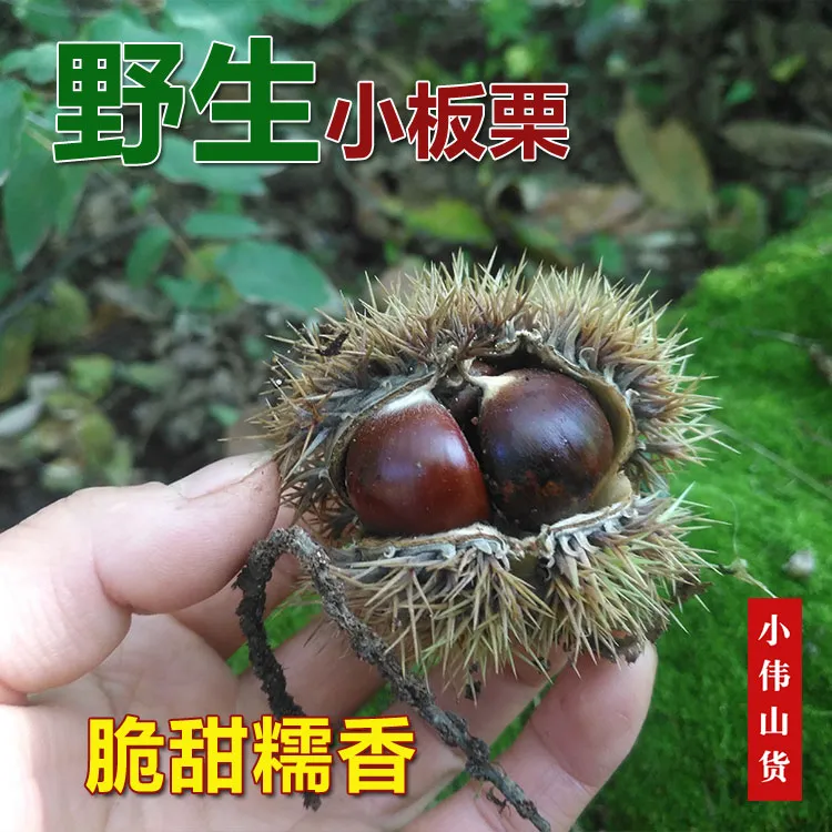 秦岭深山老树新鲜山货毛栗子小板栗油栗甘栗黄心去刺衣包邮