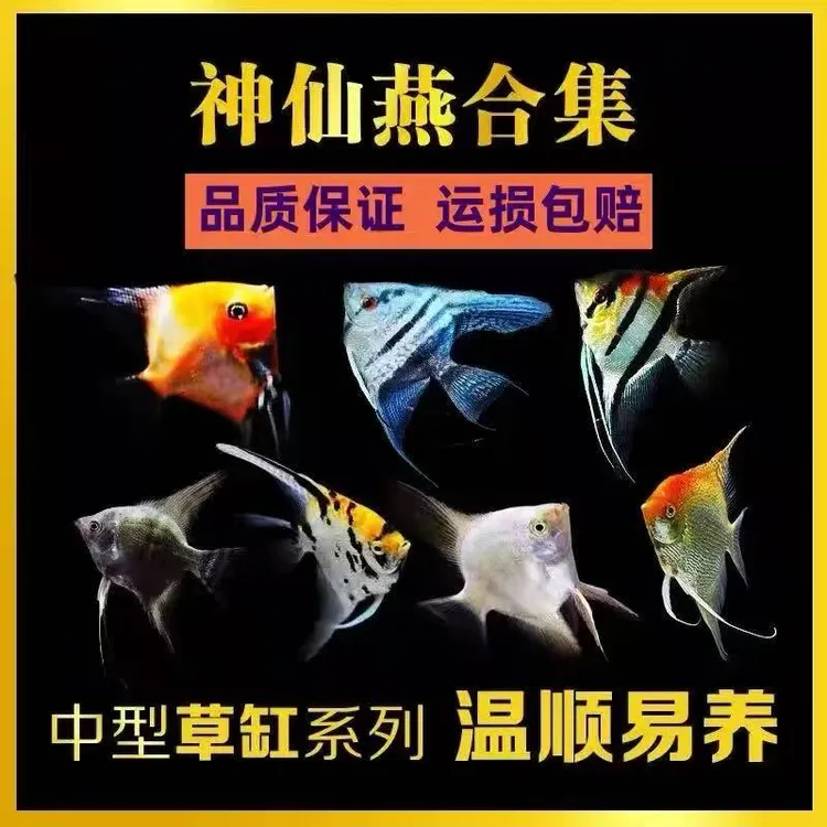 神仙燕鱼秘鲁热带观赏鱼小型鱼苗墨燕七彩神仙鱼