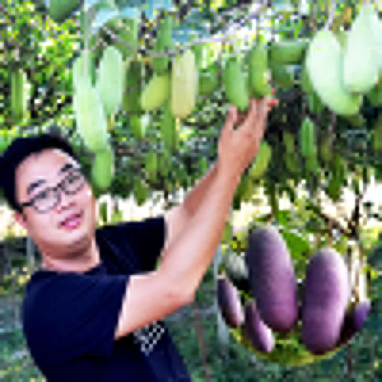 八月瓜苗三叶木通观赏观果植物棵食用带土发货