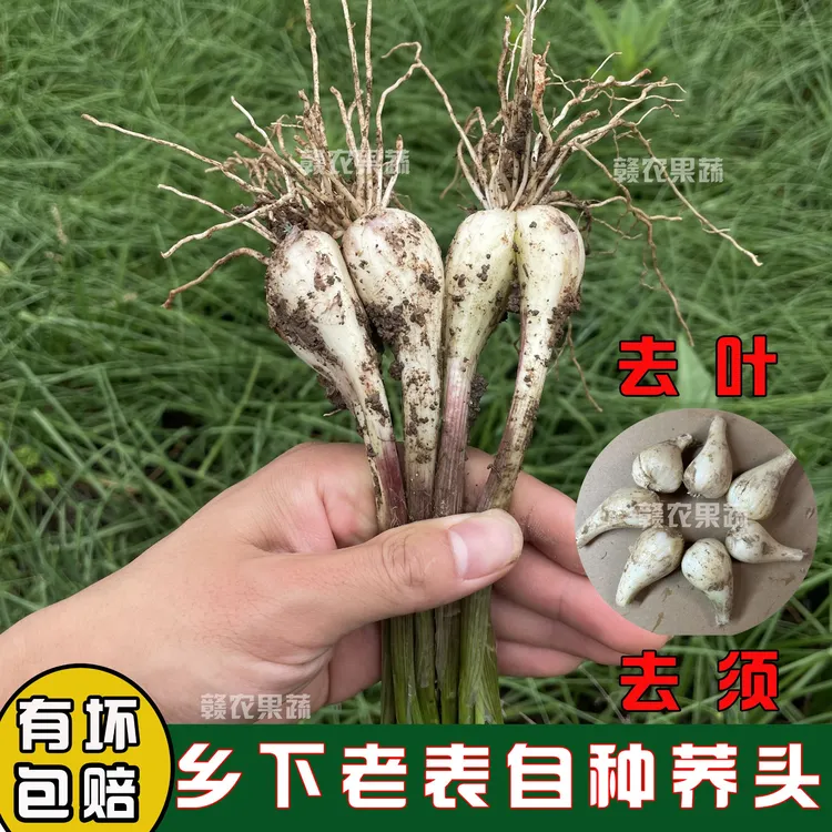 新鲜荞头现挖现发茭头江西藠头农家自种藠头下饭菜叫头斤包邮