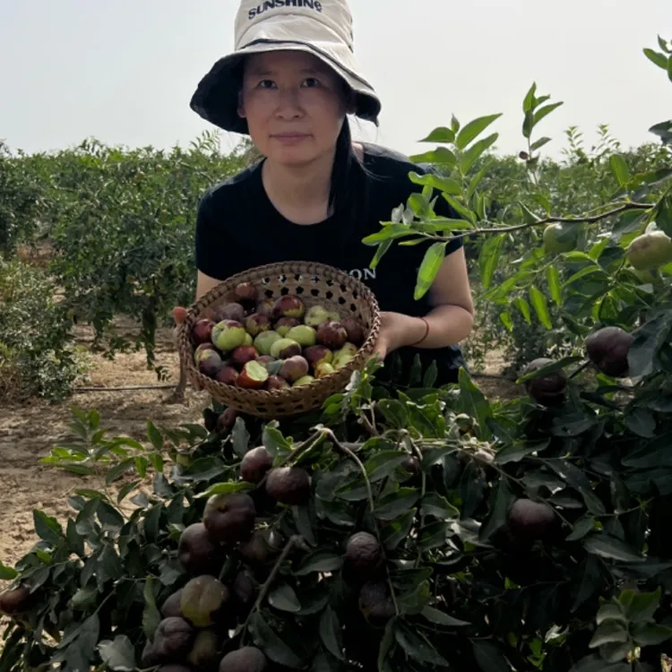 新疆直发蟠枣新鲜现摘当季清甜可口多汁饱满农家自产