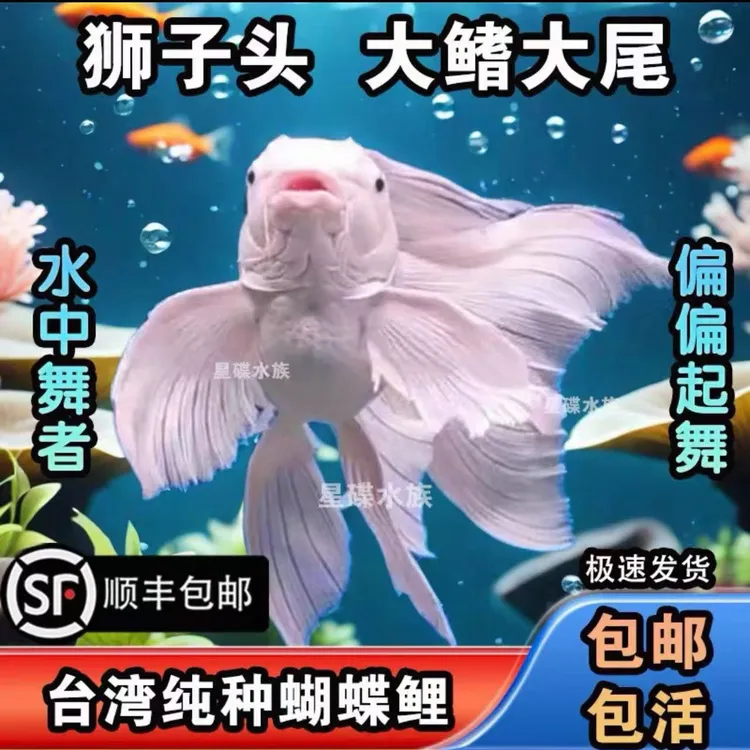 台湾爆尾正宗大尾巴蝴蝶鲤鱼贵妃普身纯种观赏鱼活体淡水冷水鱼苗