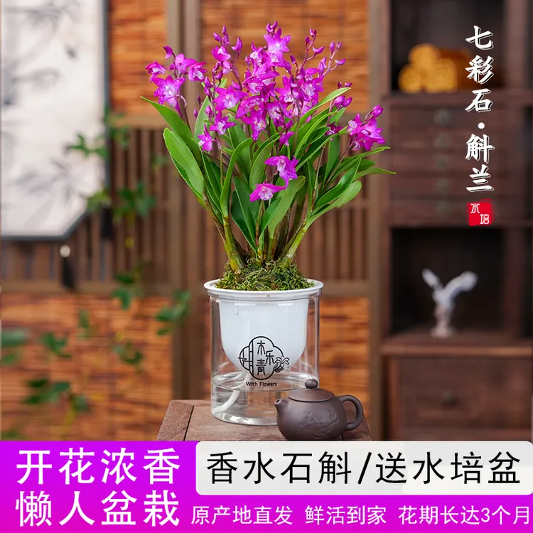 【带花剑花苞】新品澳洲香水石斛兰水培浓香室内绿植花卉盆栽H商品图