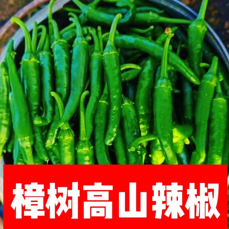 高山樟树小辣椒产地直发现摘新鲜微辣中辣樟树小辣椒等多种青辣椒