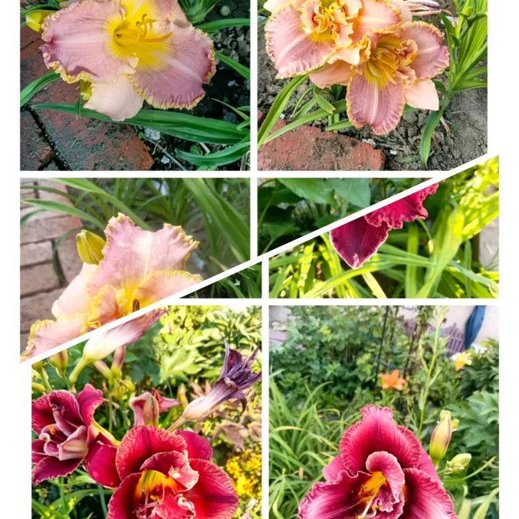 知萱园艺，玫瑰+流星（各一颗）大花萱草  地栽 宿根 多年生植物
