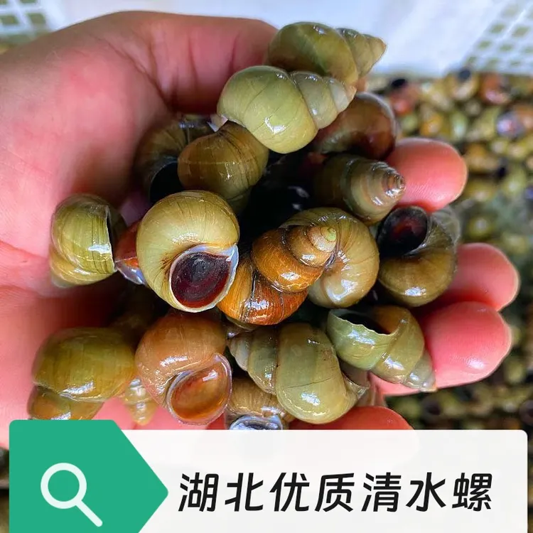 【鲜活现发】洪湖清水螺蛳田螺鲜活水产麻辣爆炒嗦螺食材麻辣田螺