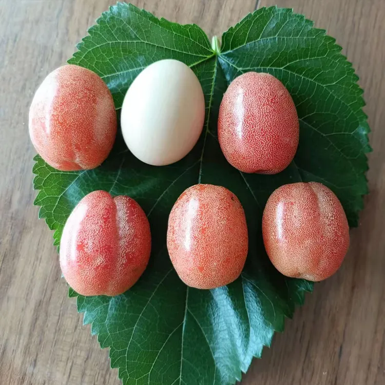 德甜羊奶果树苗种子苗大果品种羊奶果带土杯带叶子