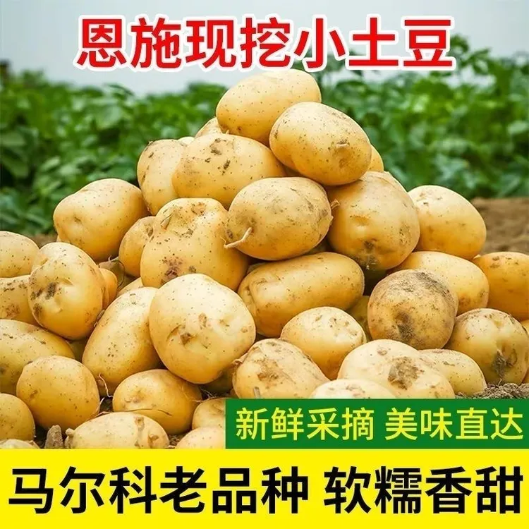 恩施小土豆新鲜现挖沙面粉糯马铃薯洋芋大果清仓黄心土豆蔬菜家用