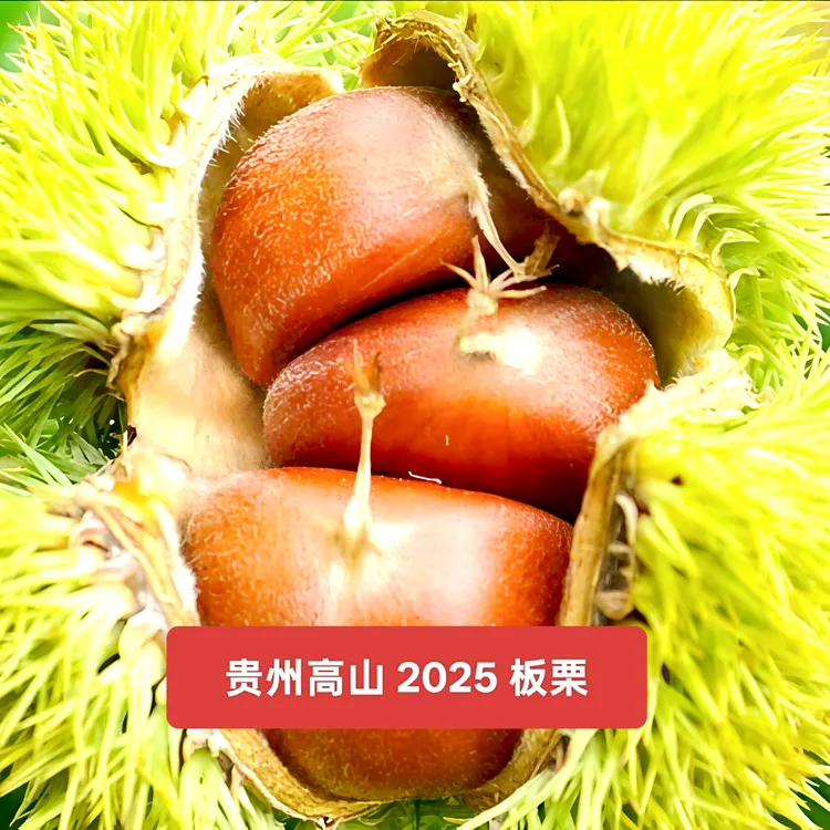 2025 年贵州板栗新鲜深山老树口感粉面好剥皮毛栗子 3 斤/5 斤