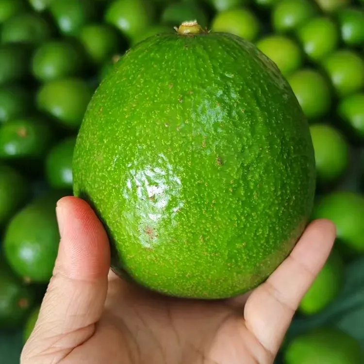 广西巨无霸牛油果油梨鳄梨新鲜当季水果宝宝辅食坏果包赔