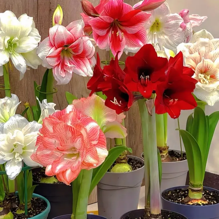 买二送一当年开花重瓣朱顶红大种球四季开花懒人盆栽阳台室内花卉