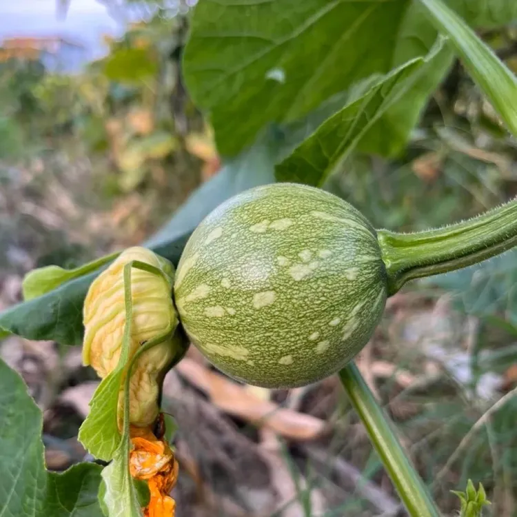 贵州小小瓜（梦瓜）新鲜嫩南瓜当季现摘农家蔬菜、老品种白棒豆
