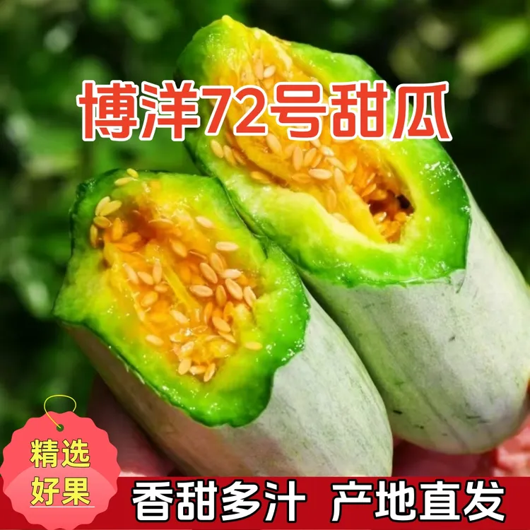 【脆甜多汁】山东博洋72号甜瓜脆甜多汁产地直发