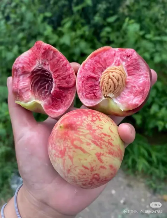 （顺丰包邮）贵州新鲜百花桃贵州特产正宗应季血桃红心桃子白花桃