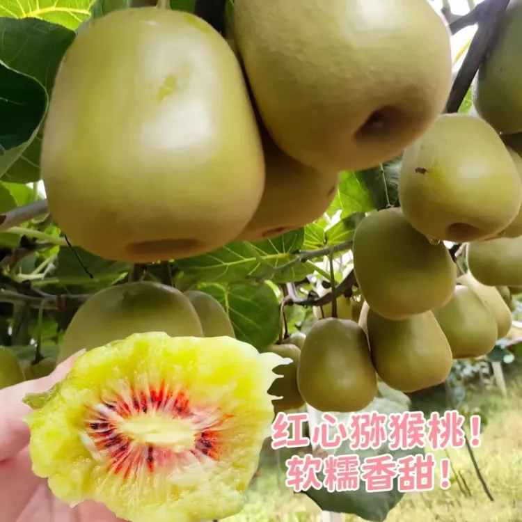 嫁接猕猴桃苗红心徐香软枣猕猴桃苗地栽当年结果南北方种植果树苗