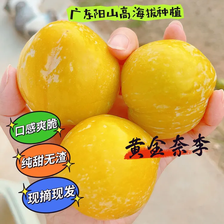 广东阳山杨梅镇蕉坑村黄金奈李冰糖李应季水果李子果园现摘现发