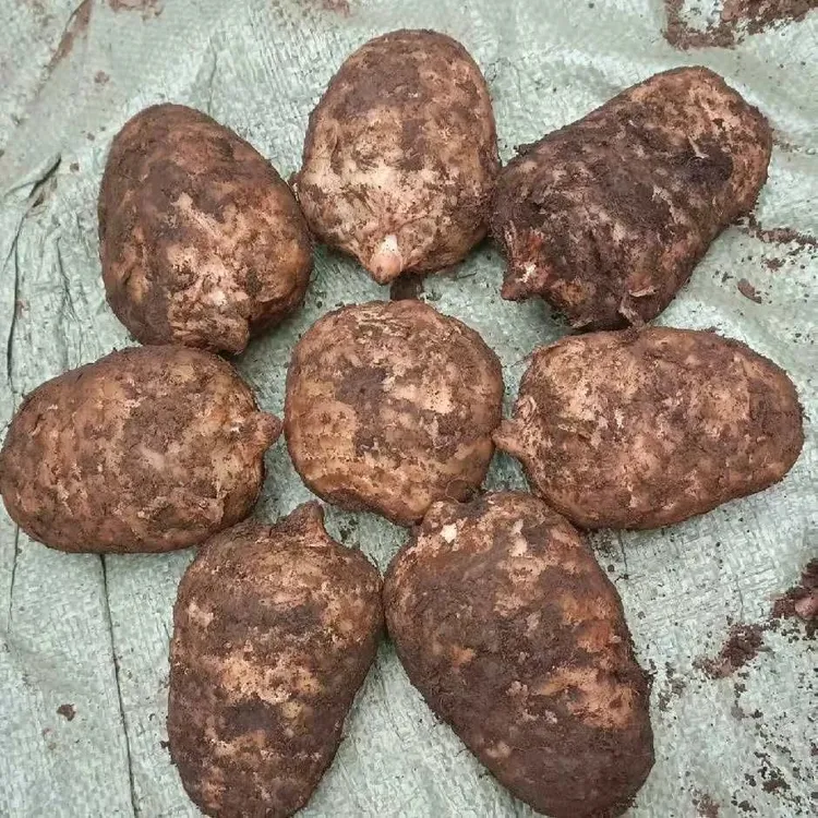 贵州林下仿野生新鲜乌天麻可煲汤泡酒高品质土特产