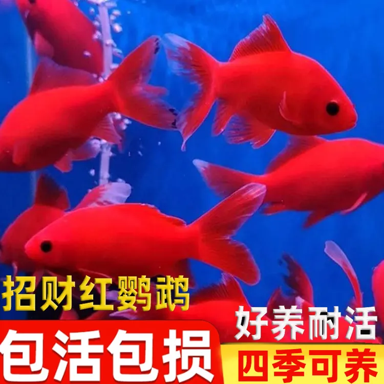  红色观赏鱼招财冷水鹦鹉好养耐活淡水鱼自来水可养锦鲤红草金鱼