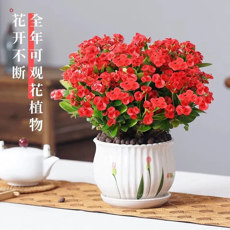 客厅绿植盆栽虎刺梅盆栽花卉四季开花美观好养客厅高档绿植
