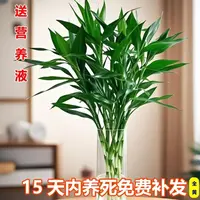 基地精选60-70厘米富贵竹水培植物室内客厅绿植简单易养节节高