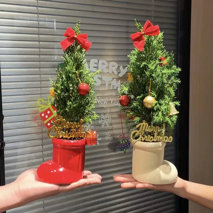 喜庆鞋子塔柏室内盆栽植物喜庆好养桌面