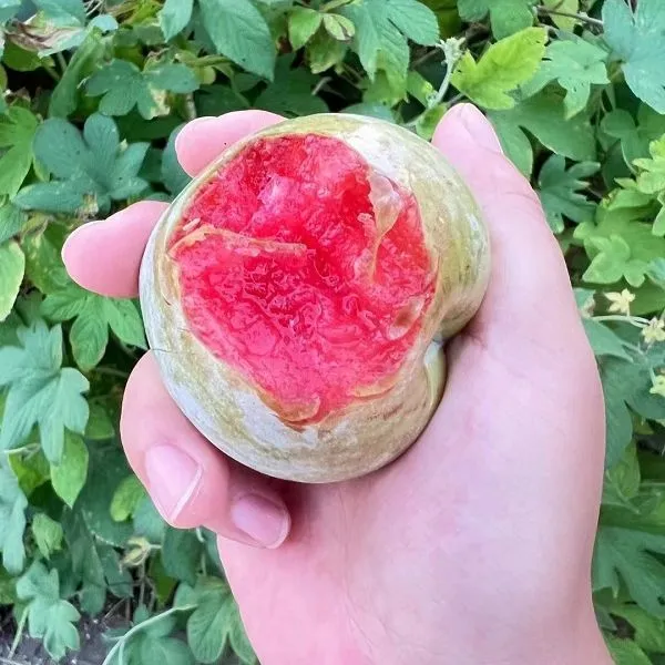 新鲜现摘红心芙蓉李子酸甜脆口应季新鲜孕妇果园现摘直发
