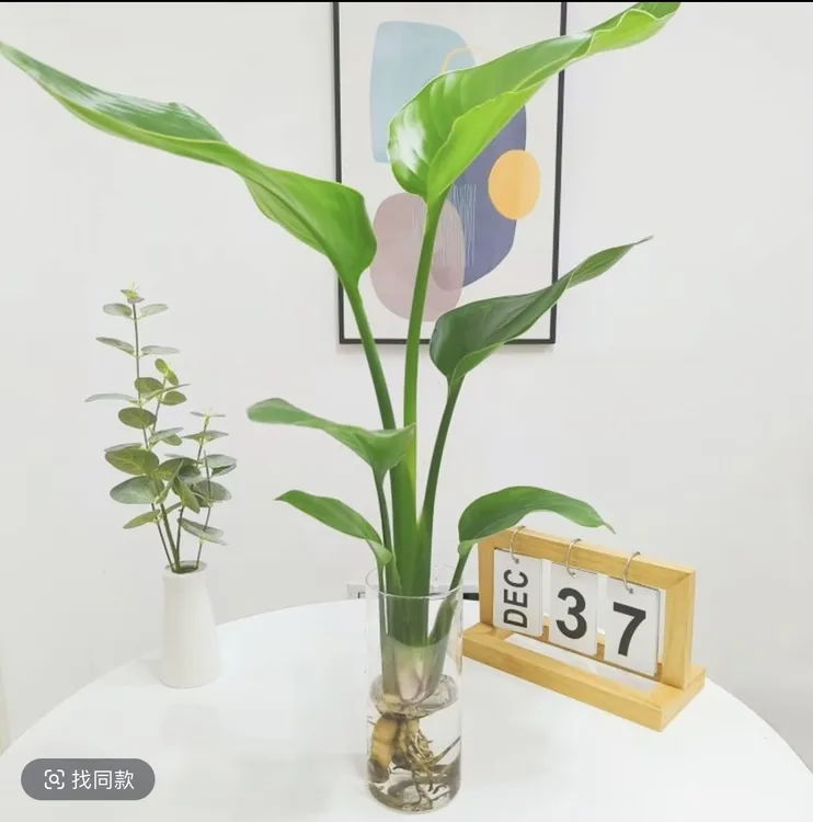 室内水培的天堂鸟植物耐阴好养鲜活绿萝盆栽四季常青净化空气