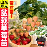 原土盆草莓秧苗红颜玄玉天使ae真红美玲越雪妃白黑红果阳台小院