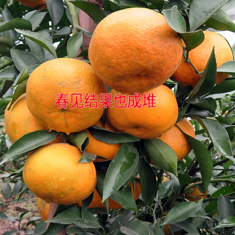 果之王正宗【春见】耙耙柑优质容器苗原土原杯发苗