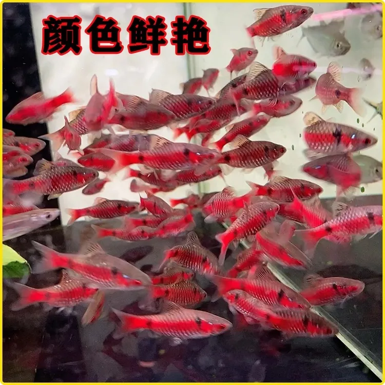 全公发色钻石彩虹鲫鱼冷水淡水观赏鱼原生鱼群游好养易活新手推荐