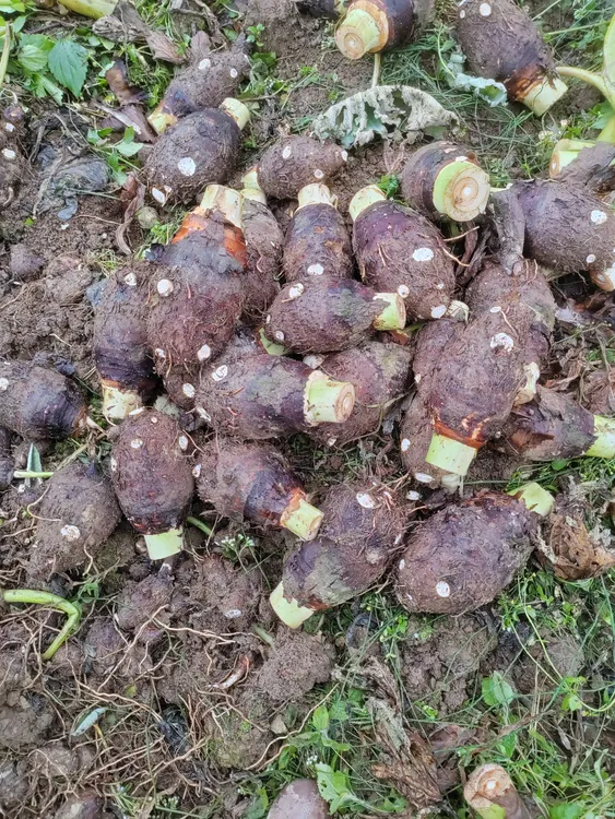 冬季新鲜香芋香甜软糯（新疆不发货）