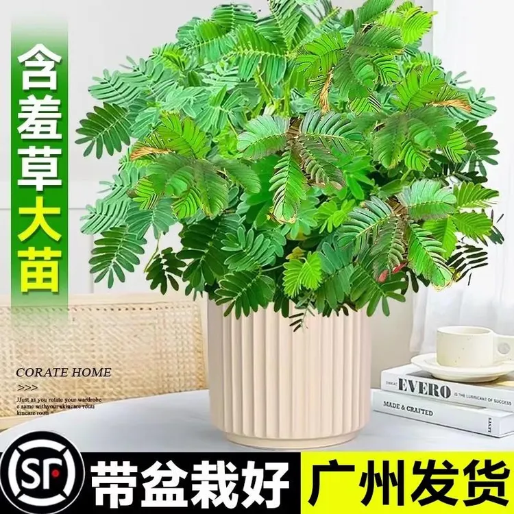 含羞草盆栽彩色害羞草籽室内阳台花卉绿植好养活办公桌面趣味植物