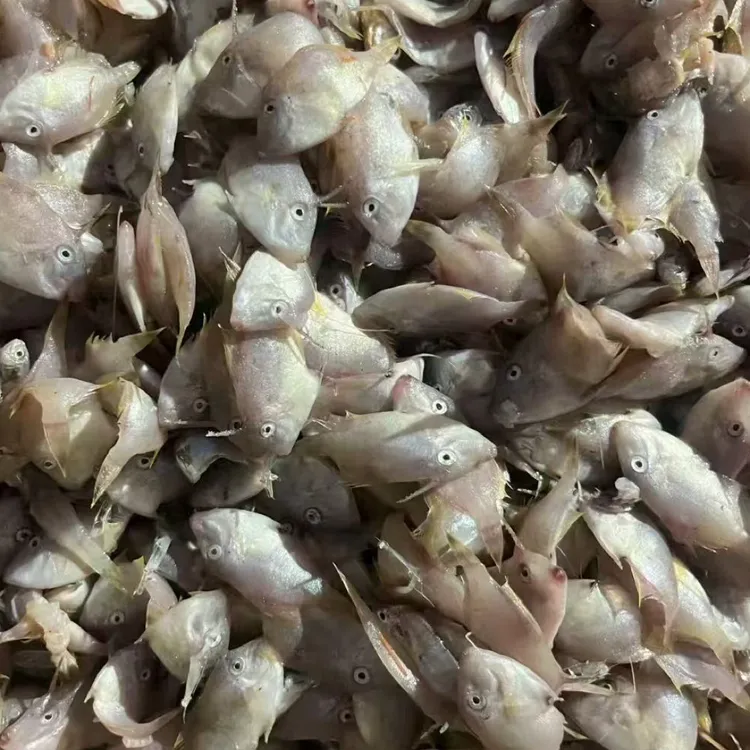 南日岛新鲜咸鱼罐
