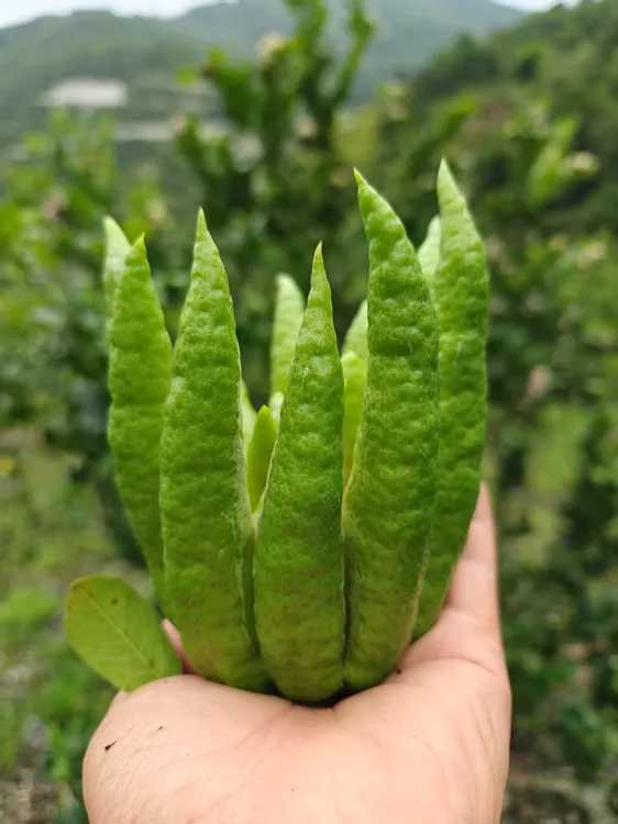 新鲜川佛手柑现剪天然香薰家用 顺丰包邮