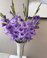 【陌上花开】紫色舞会剑兰-剑兰