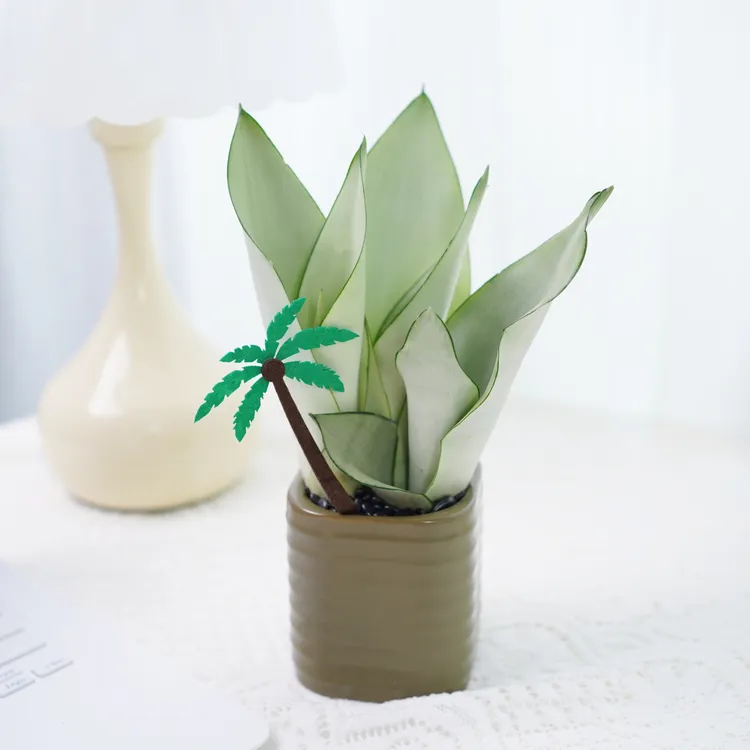 精致白玉虎皮兰虎尾兰盆栽盆景室内客厅办公室工位桌面花卉绿植