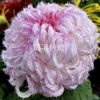 【鹅毛粉黛】稀有大花富贵菊花盆栽九月菊 开花漂亮耐寒