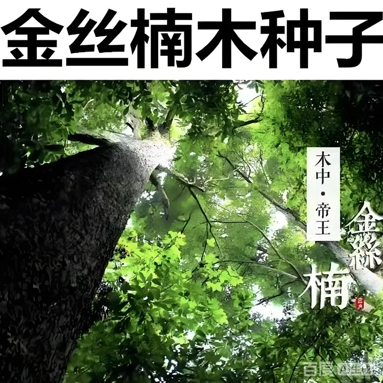 金丝楠木楠木种子家前屋后种植多年生小院种植耐寒耐旱商品图