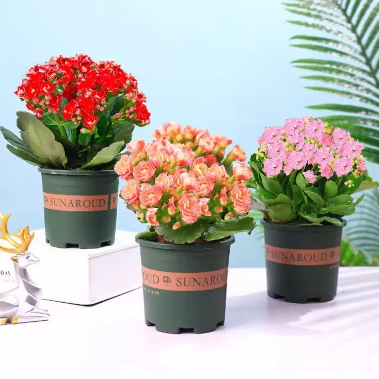 长寿花盆栽重瓣金狐狸大花带花苞花苗四季室内开花好养的花卉植物