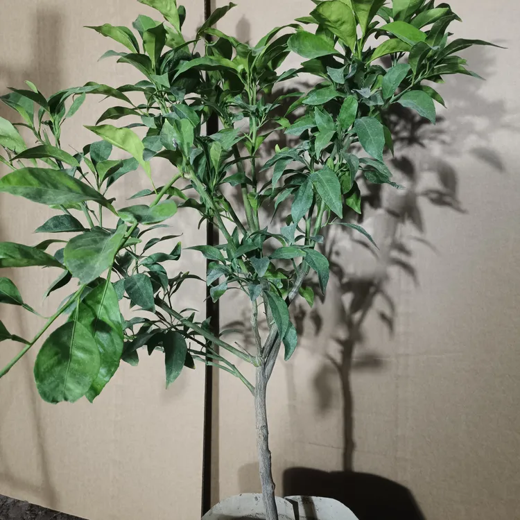 花园植物南方北方可盆栽地栽