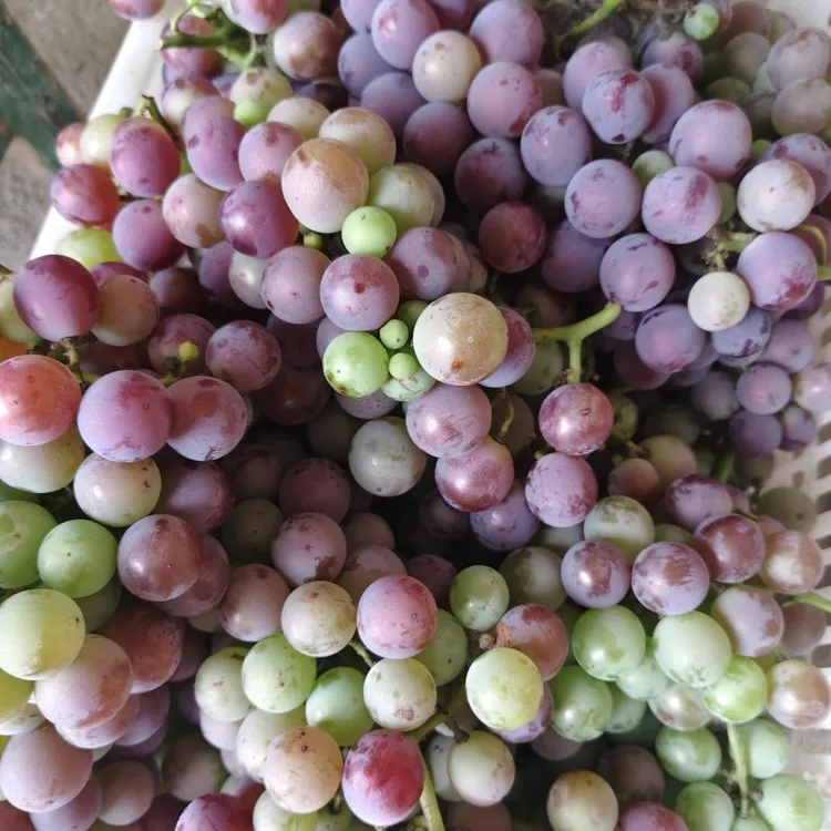 经典老巨峰葡萄自然成熟儿时味道产地直达新鲜水果非阳光玫瑰蓝宝