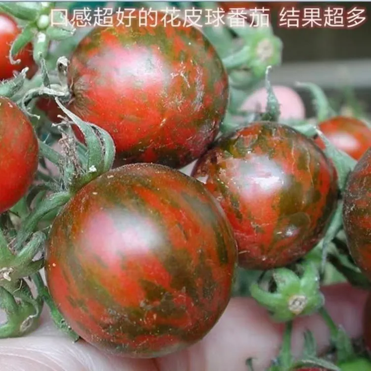 【花皮球柿子种子】四季种植盆栽地栽阳台小院种植