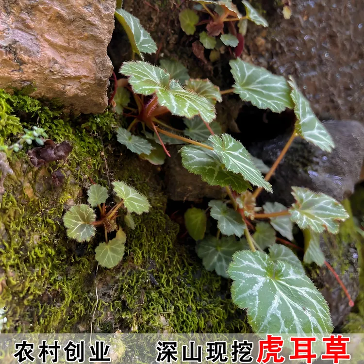 虎耳草新鲜通耳草金丝荷盆栽绿植园艺假山造景根部苔藓保湿装观叶