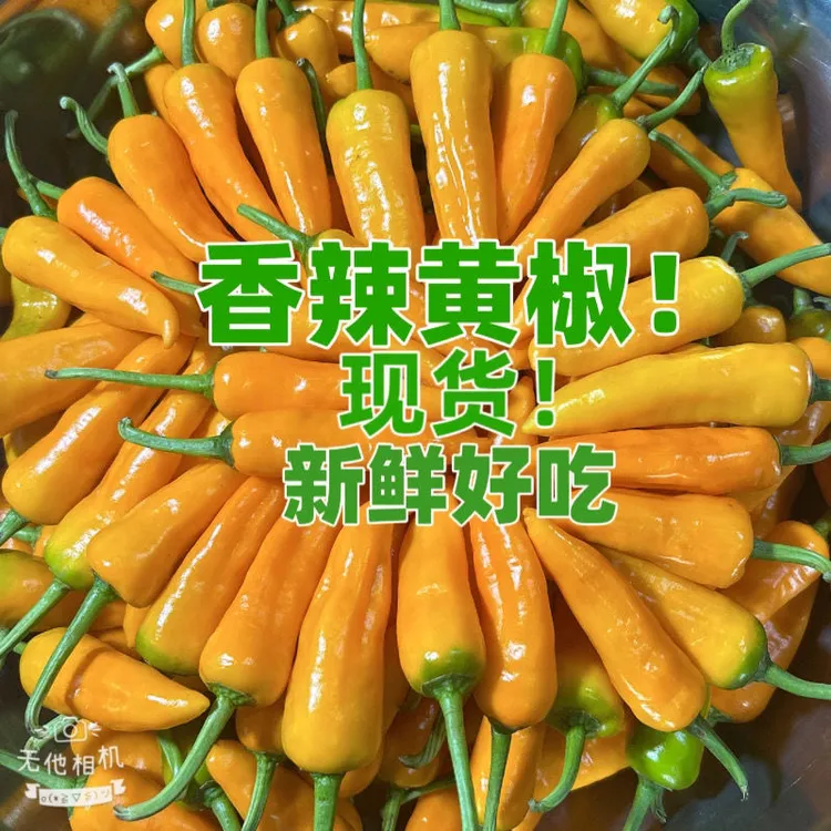 福建永安黄椒七彩小米辣泡椒五彩香新鲜农家尖椒剁椒净重1斤-20斤