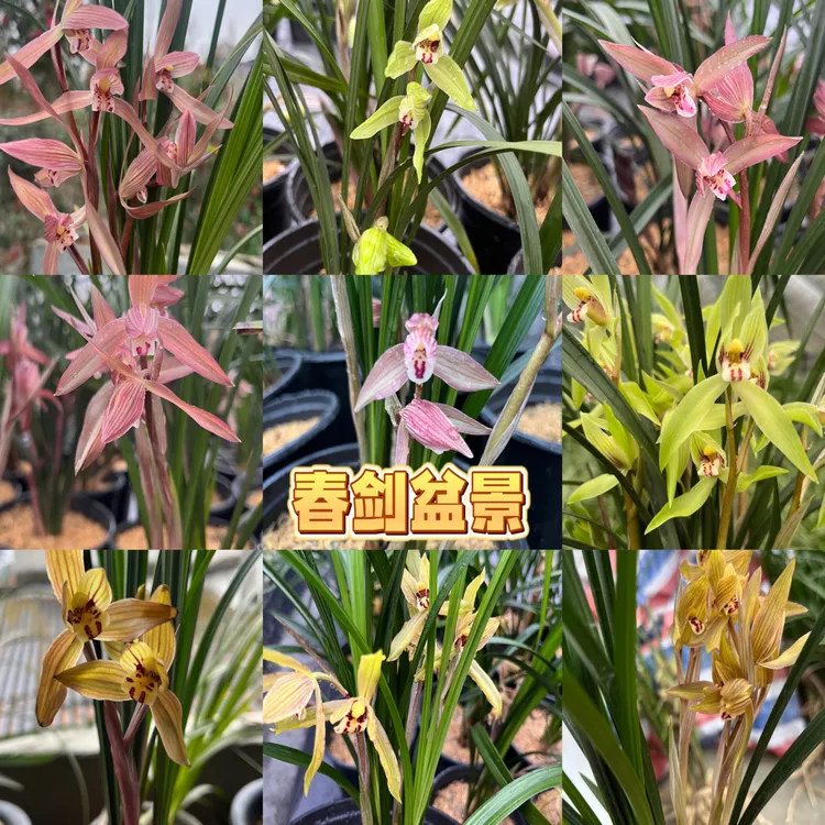人工养殖春剑兰花4-7苗根好苗壮直播间一物一拍